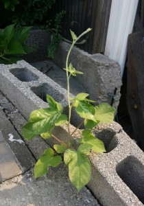 ド根性○○'16①